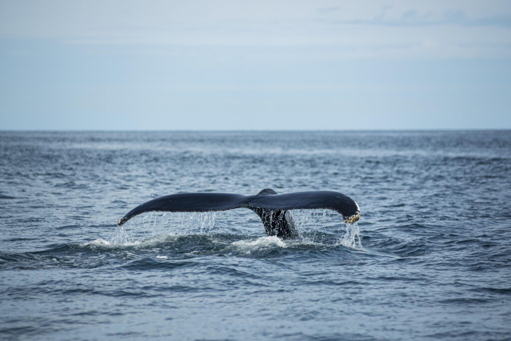 Humpback whale tail emerging from the waters during whale watching activity in Canada.